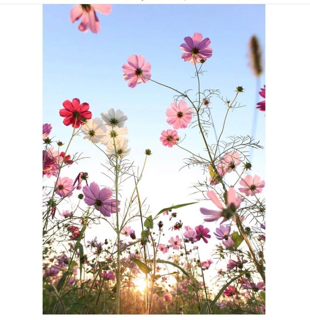 サーフバザーさんのインスタグラム写真 - (サーフバザーInstagram)「Happy Summer Solstice!  Long days, warm nights, and wildflowers #afewofmyfavoritethings #summer #summersolstice #longdays #warmnights #wildflowers 📸@stellaandrubyhamptons  #surfbazaar #bazaarshops」6月22日 2時16分 - surfbazaar