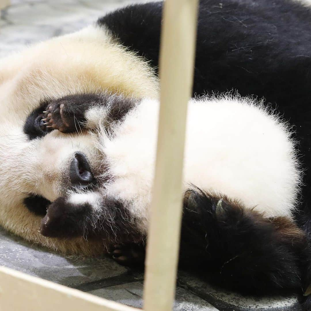 パンダ（白浜）さんのインスタグラム写真 - (パンダ（白浜）Instagram)「🐼 😊 #HELLOLITTLE 🐼🐼🐼 #ハローリトル #baby #pandamental #hellopanda #ハローパンダ #パンダグラビア and #panda #pandababy 🐼🐼🐼 ⭐︎『HELLO LITTLE』IN STORE NOW⭐️ #彩浜 & Mom hag ❤️」6月22日 2時23分 - hellopanda_book