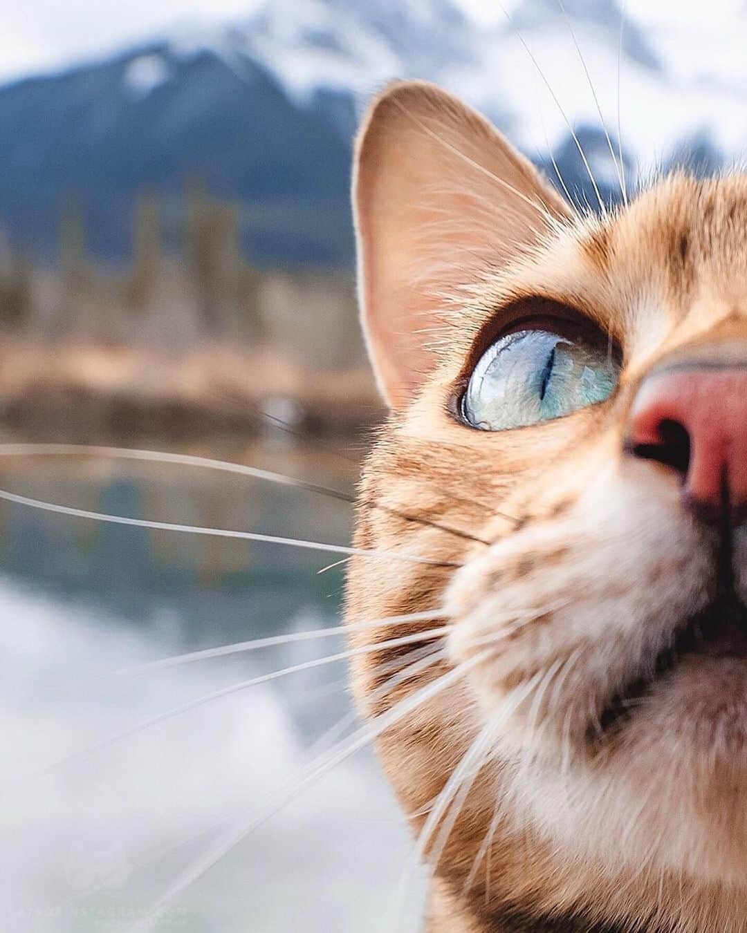 Cats of Instagramさんのインスタグラム写真 - (Cats of InstagramInstagram)「From @sukiicat: “Would you boop my nose? 😽💓” #catsofinstagram」6月18日 6時04分 - cats_of_instagram