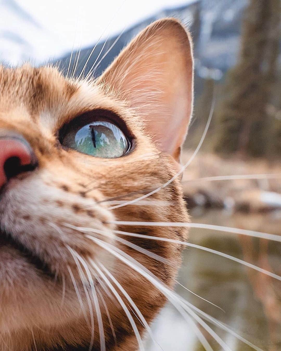 Cats of Instagramさんのインスタグラム写真 - (Cats of InstagramInstagram)「From @sukiicat: “Would you boop my nose? 😽💓” #catsofinstagram」6月18日 6時04分 - cats_of_instagram