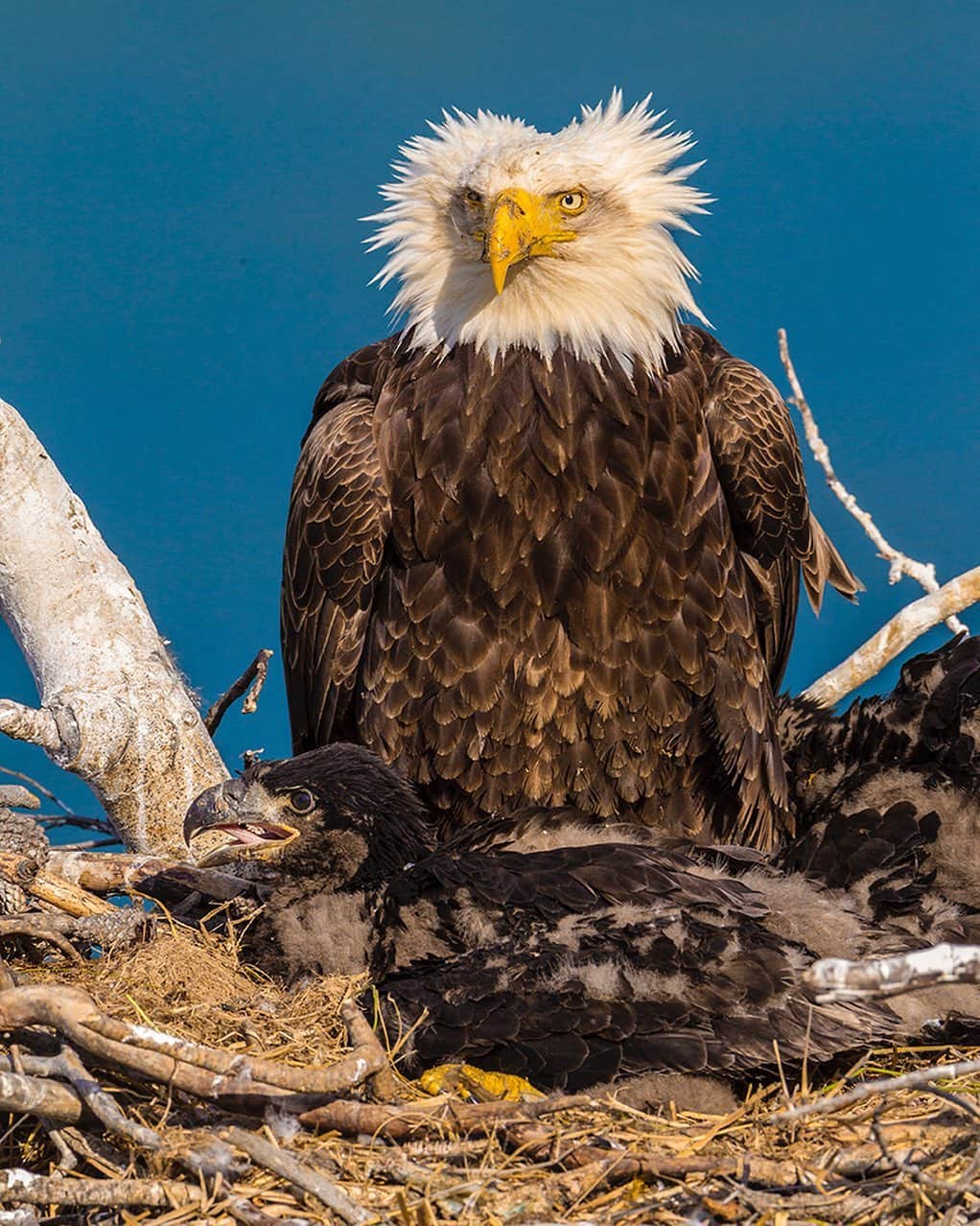 National Geographic Creativeさんのインスタグラム写真 - (National Geographic CreativeInstagram)「Photo by @paulnicklen | An alert bald eagle native to the Yukon Territory in Canada watches over its chick. #BaldEagle #Yukon #Canada」6月18日 6時28分 - natgeointhefield