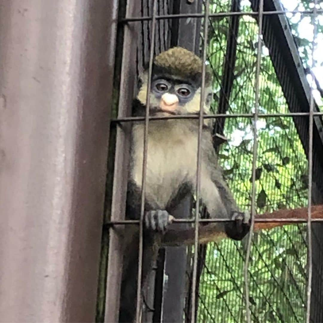 朱里さんのインスタグラム写真 - (朱里Instagram)「greenville zoo🐒  散歩しながら動物園を見てきました！！ #zoo #greenvillezoo #greenville #relaxa #ufc #ufcespn #espn #fightnight #match #mma #wmma #walk #animal #cute #hotday #good #goodweather #lion #giraffe #monkey #redpanda #リラックス #散歩 #歩く #良い天気 #動物園 #動物 #かわいい」6月18日 6時42分 - syuri_official