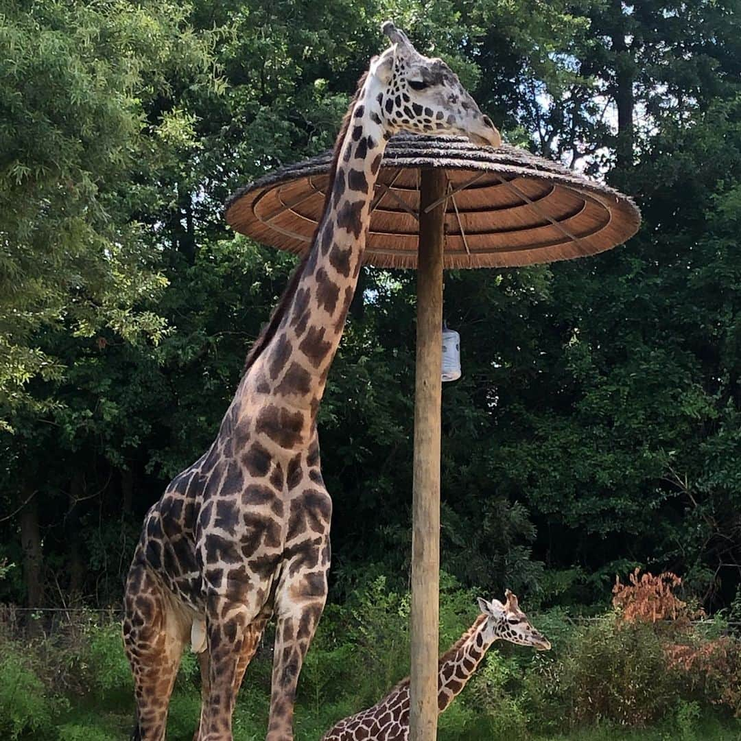 朱里さんのインスタグラム写真 - (朱里Instagram)「greenville zoo🐒  散歩しながら動物園を見てきました！！ #zoo #greenvillezoo #greenville #relaxa #ufc #ufcespn #espn #fightnight #match #mma #wmma #walk #animal #cute #hotday #good #goodweather #lion #giraffe #monkey #redpanda #リラックス #散歩 #歩く #良い天気 #動物園 #動物 #かわいい」6月18日 6時42分 - syuri_official