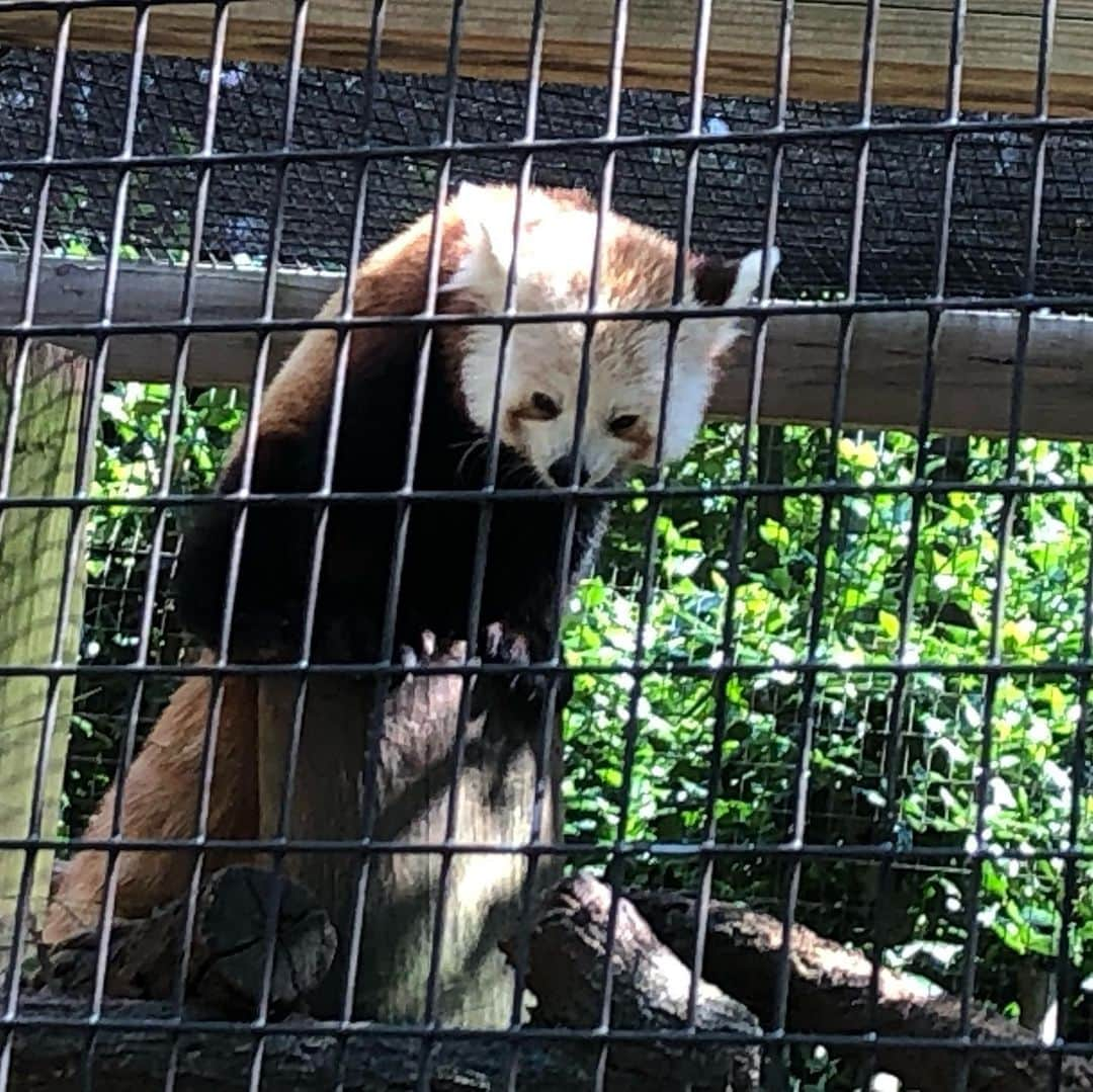 朱里さんのインスタグラム写真 - (朱里Instagram)「greenville zoo🐒  散歩しながら動物園を見てきました！！ #zoo #greenvillezoo #greenville #relaxa #ufc #ufcespn #espn #fightnight #match #mma #wmma #walk #animal #cute #hotday #good #goodweather #lion #giraffe #monkey #redpanda #リラックス #散歩 #歩く #良い天気 #動物園 #動物 #かわいい」6月18日 6時42分 - syuri_official