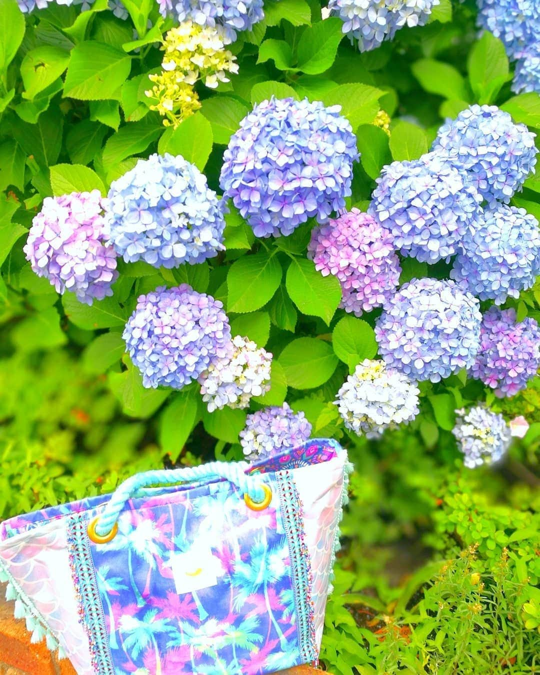 Moco Lima Hawaiiさんのインスタグラム写真 - (Moco Lima HawaiiInstagram)「A・JI・SA・I  日本の紫陽花キレイだったな。  #hydrangea#purple#blue#beautiful#flowers#june#summer#love#hawaii#mocolima#tokyo#japan#handmade#bag#乃木神社#お宮参り#七五三#成人式#いつもここ#ただいま#あじさい#花#東京#日本#モコリマハワイ#ハワイ好きな人と繋がりたい ♡Mocolima Showroom 13:00-18:00 Open today♡」6月18日 6時47分 - mocolimahawaii