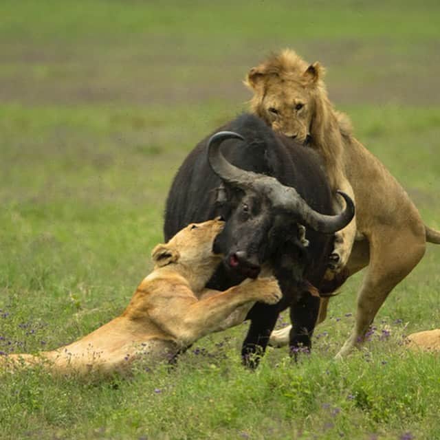 Tim Lamanさんのインスタグラム写真 - (Tim LamanInstagram)「Photos by @TimLaman.  Lions vs. Buffalo - Part 1 – Advantage Lions.  In one incredible day on safari in Ngorongoro Crater, Tanzania, we witnessed several hunts and attempted hunts between lions and buffalo. This attack began with two lionesses.  The first grabbed the buffalo by the neck while the second tried to attack from behind.  It seemed to be a stalemate for six minutes.  Then reinforcements showed up in the form of the two males and other females from the pride.  I captured the second image when the first male to arrive leapt onto the buffalo’s back.  It didn’t take long after that for the buffalo to fall.  Lions have to eat….. In my next post, you will see Lions vs. Buffalo – Part II – Advantage Buffalo.  At times these scenes were not pleasant to watch, I will admit.  Nature can be harsh.  But it was real, and it was amazing to witness the cycle of life in a place that is still wild.  We need places like that on earth, and it is good for us to visit them.  As Tennyson wrote, on this day, we truly witnessed “Nature red in tooth and claw”. #lions #buffalo #Tanzania #Ngorongoro #CampaignforNature #natureredintoothandclaw」6月18日 6時49分 - timlaman