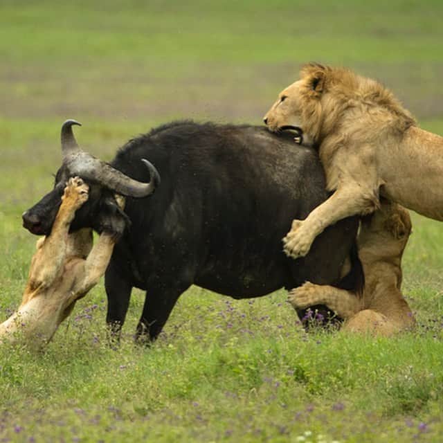 Tim Lamanさんのインスタグラム写真 - (Tim LamanInstagram)「Photos by @TimLaman.  Lions vs. Buffalo - Part 1 – Advantage Lions.  In one incredible day on safari in Ngorongoro Crater, Tanzania, we witnessed several hunts and attempted hunts between lions and buffalo. This attack began with two lionesses.  The first grabbed the buffalo by the neck while the second tried to attack from behind.  It seemed to be a stalemate for six minutes.  Then reinforcements showed up in the form of the two males and other females from the pride.  I captured the second image when the first male to arrive leapt onto the buffalo’s back.  It didn’t take long after that for the buffalo to fall.  Lions have to eat….. In my next post, you will see Lions vs. Buffalo – Part II – Advantage Buffalo.  At times these scenes were not pleasant to watch, I will admit.  Nature can be harsh.  But it was real, and it was amazing to witness the cycle of life in a place that is still wild.  We need places like that on earth, and it is good for us to visit them.  As Tennyson wrote, on this day, we truly witnessed “Nature red in tooth and claw”. #lions #buffalo #Tanzania #Ngorongoro #CampaignforNature #natureredintoothandclaw」6月18日 6時49分 - timlaman