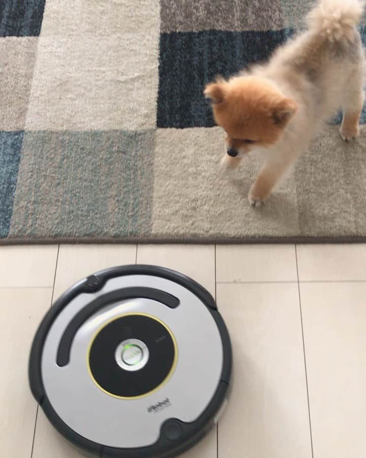 RIO POMEのインスタグラム：「vsルンバ🐶  #ポメラニアン #pomeranian  #犬 #dog #dogstagram#doglover #愛犬 #わんこ #ポメラニアン大好き #ポメラニアンが世界一可愛い #pom #ぽめらにあん #ポメ#pomeraniansofinstagram  #pomeranianlove #ふわもこ部 #いぬバカ部 #癒しわんこ#instapic#pomstagram #puppy #dogsofinstagram #cute#cutedog」