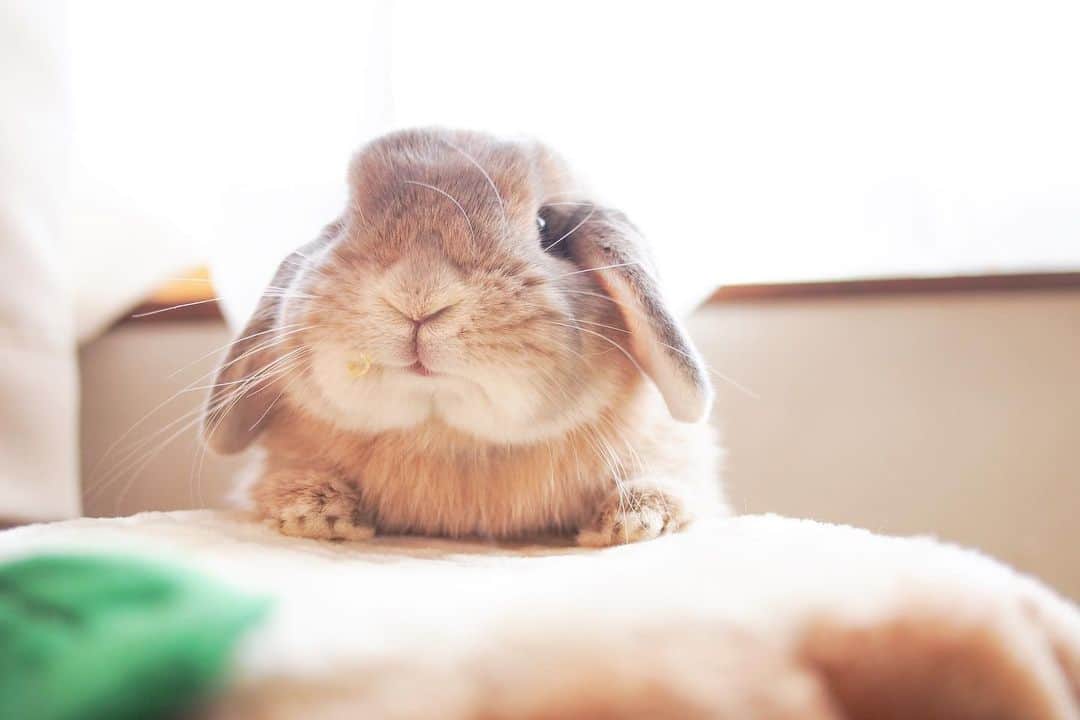 usagraphさんのインスタグラム写真 - (usagraphInstagram)「はむむっ🐰🍐 パパイヤをハムハムするおくちが可愛い💕  グッズによく登場するお気に入りのマーチン写真の表情ちがいですがこの顔も好きです😊 ＊ ＊ ＊ #うさぎ #rabbit #bunny #ふわもこ部  #WeeklyFluff #igersjp  #instabunnies #tokyocameraclub #東京カメラ部  #bunnystagram  #今日もX日和  #うさぎ部 #ホーランドロップ #hollandlop  #アニマル写真部  #ファインダー越しの私の世界 #team_jp_西 #igers  #ig_japan」6月17日 22時28分 - usagraph