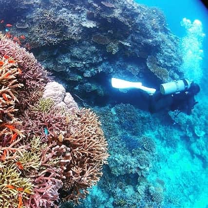 asoview! さんのインスタグラム写真 - (asoview! Instagram)「初心者でも安心の体験ダイビングで竜宮城の世界へ。 .⁣⠀ 世界有数の透明度を誇る海で想像を超えた絶景を見てみませんか？サンゴ礁の周りを色とりどりの熱帯魚たちが泳ぐ様子はまさに竜宮城のよう。 .⁣⠀ 初心者大歓迎のこのプランは体験者2名に対して1名のインストラクターがついてくれます。少人数制なので西表島の海を満喫できること間違いなし。ダイバーが水中で撮影したDVDを無料でプレゼントしてもらえるのも嬉しいポイントです。 . ≕≔≕≔≕≔≕≔≕≔≕≔≕≔≕≔≕≔≕≔⁣⠀ 🌏Location @西表島⁣⠀ 🏃Organizer is 西表島TAKEダイビングスクール 📷Picture by 西表島TAKEダイビングスクール ≕≔≕≔≕≔≕≔≕≔≕≔≕≔≕≔≕≔≕≔⁣⠀ .⁣⠀ 🏄全国1万9千件以上の遊び紹介中⛺⁣ @asoview⁣⠀ .⁣⠀ あなたの体験の思い出を#アソビュー のハッシュタグをつけて教えてください♪⁣⠀ . ステキな投稿はasoview!や @asoviewでご紹介させていただきます❤⁣⠀ . Instagramでご紹介したプランは @asoview のリンクからご覧いただけます🌟」6月17日 22時32分 - asoview