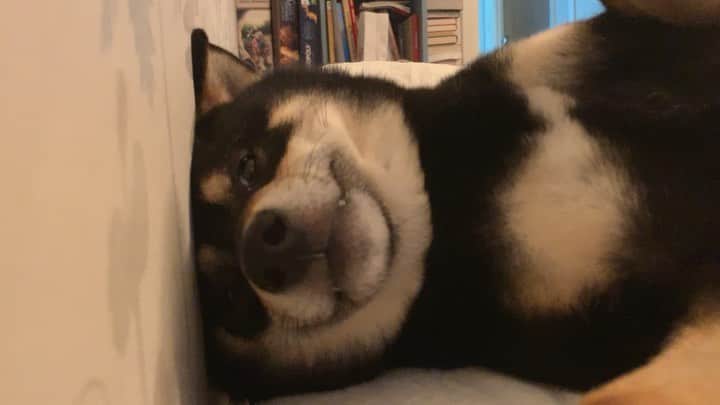 のインスタグラム：「This dog..🤣🤣🤣🤣🤣🤣🤣🤣 🐾 🐾 #Keaton #🐶 #shiba #shibainu #dog #柴犬 #黒柴 #子犬 #shibalovers #shibaholics #dogoftheday #dogslife #weeklyfluff  #dogstagram  #dogscorner #shibapuppy #puppiesofinstagram」