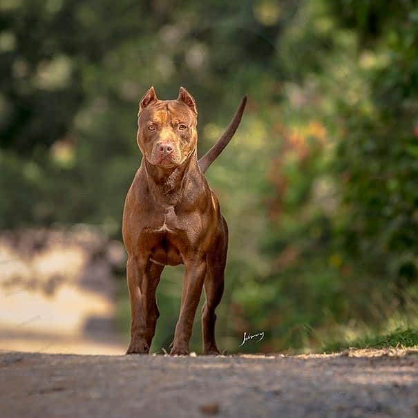 フェリペ・メロさんのインスタグラム写真 - (フェリペ・メロInstagram)「Ousado, Melhor da Raça na exposição do Kennel Clube São Paulo considerada a maior exposição do Brasil! 🥇obrigado @alex_piffer @pifferpitbull #ousado #coxxxtuma #obrigadojesus #melhordaraca @kcsp_oficial #pitbulllove」6月17日 22時36分 - felipemelo