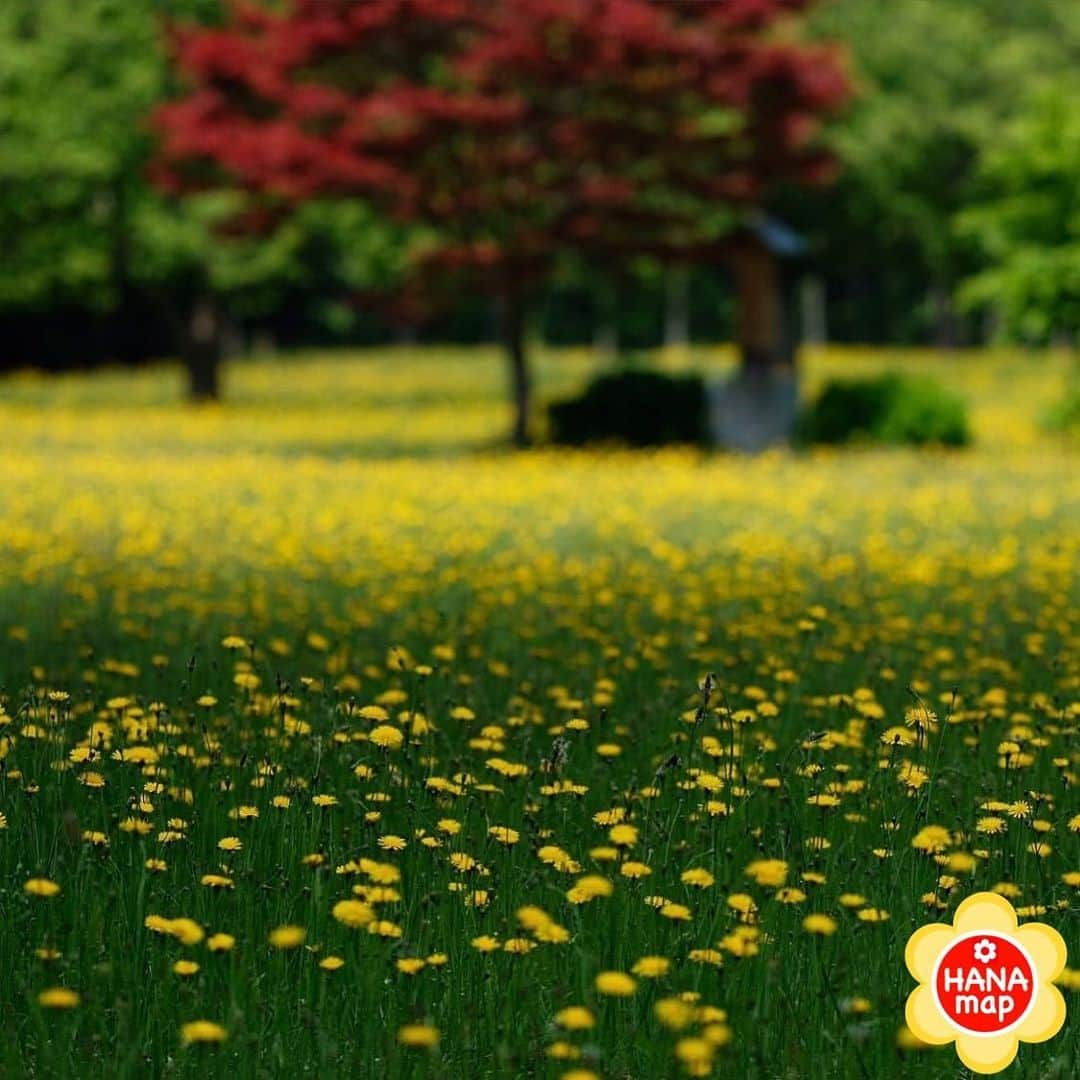 はなまっぷ❁日本の花風景のインスタグラム