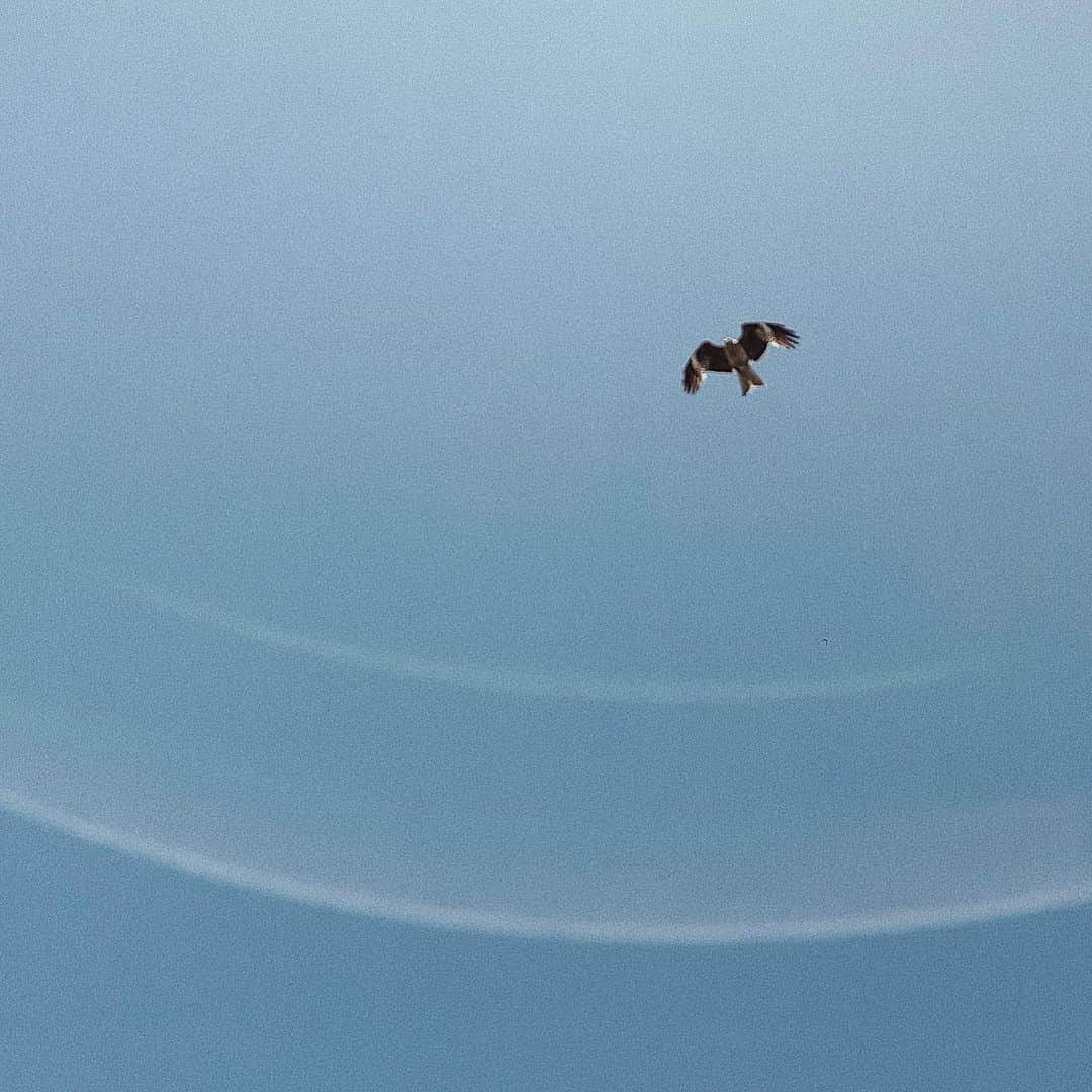 のインスタグラム：「If i’m flying solo, at least i’m flying free.」