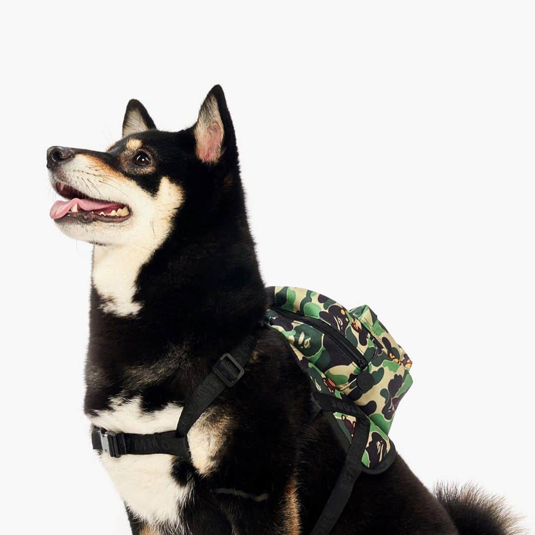 HYPEBEASTさんのインスタグラム写真 - (HYPEBEASTInstagram)「#HypeAF: @babymilostore launches the latest SS19 Pet Collection after successfully setting up the Pets Collection Pop-Up this past November in Hong Kong. The new range aims to keep your dog happy with toys, apparel, and an ice pack with BAPE's signature camo and Baby Milo prints. All items are available now at select Baby Milo and i.t. locations. Photo: @babymilostore」6月17日 23時07分 - hypebeast