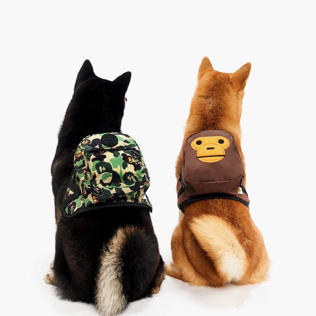 HYPEBEASTさんのインスタグラム写真 - (HYPEBEASTInstagram)「#HypeAF: @babymilostore launches the latest SS19 Pet Collection after successfully setting up the Pets Collection Pop-Up this past November in Hong Kong. The new range aims to keep your dog happy with toys, apparel, and an ice pack with BAPE's signature camo and Baby Milo prints. All items are available now at select Baby Milo and i.t. locations. Photo: @babymilostore」6月17日 23時07分 - hypebeast