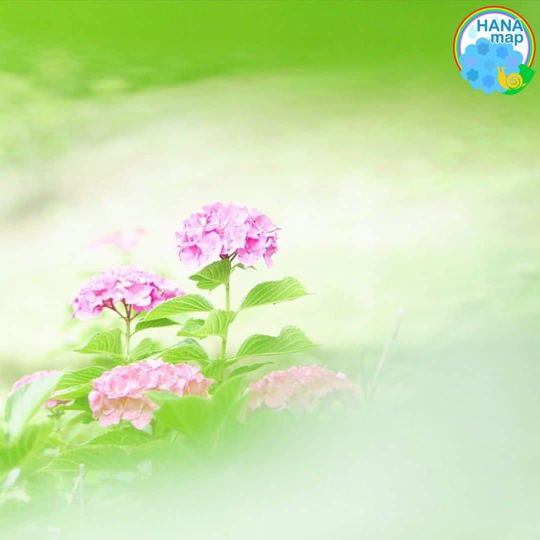はなまっぷ❁日本の花風景さんのインスタグラム写真 - (はなまっぷ❁日本の花風景Instagram)「💠☔️はなまっぷの紫陽花まつり☔️💠 * @tamabokesan さんの 紫陽花に花まるを💮 * 梅雨を彩る素敵な紫陽花をありがとうございます😊💠 * 愛知  #市民四季の森 Komaki, Aichi Pref. * 💠アジサイの花言葉💠 家族団らん、仲良し * ☔️•••💠•••🌈•••🐸•••🌈•••💠•••☔️ * 💠紫陽花まつり概要💠 * 期間:〜6/30頃まで * タグ:#はなまっぷ イベント用タグはありません * #はなまっぷ  のタグの中から、紫陽花のお写真をどんどんご紹介させていただきます。期間中はランダムに、複数枚投稿でもご紹介させていただく場合がございます。 * #紫陽花#アジサイ#あじさい#日本#梅雨#花 * ☔️•••💠•••🌈•••🐌•••🌈•••💠•••☔️ *」6月17日 23時10分 - hanamap