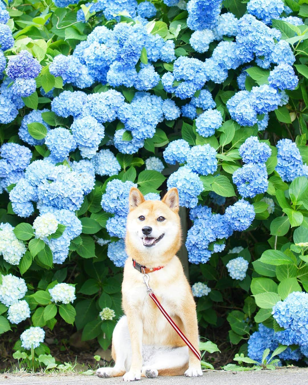 柴犬 ゆりさんのインスタグラム写真 - (柴犬 ゆりInstagram)「2019.6.17 座り方～😂 ・ ちょうど１年前に撮った写真。 最近父ちゃんが忙しいから、今年は紫陽花見に行けないかも😢  Location：大阪府(2018.6.17撮影)  #紫陽花 #犬 #柴犬 #shibainu #shibastagram #dog #dogstagram #dogsofinstaworld #dogsofinstagram #bestjapanpics #japan_daytime_view #team_jp_ #tokyocameraclub #instagramjapan #igersjp #flowers #scenery #landscape #ペティオ柴公園 #花とうちの子 #pecoいぬ部 #マーフィいぬぞら」6月17日 23時18分 - shibainuholic