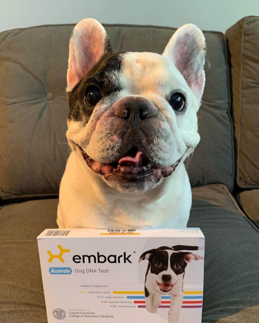 Manny The Frenchieさんのインスタグラム写真 - (Manny The FrenchieInstagram)「Fun stuff! I’m taking a @Embarkvet DNA test. With just one cheek swab, we can learn more on my breed and see if I am at risk for more than 170 genetic health conditions. The test will also tell us if I have any relatives in the Embark database!  In honor of Take Your Dog to Work Week — get $30 off a DNA test with promo code WORK30 (expires June 24)#embarkwithus #ad」6月17日 23時36分 - manny_the_frenchie