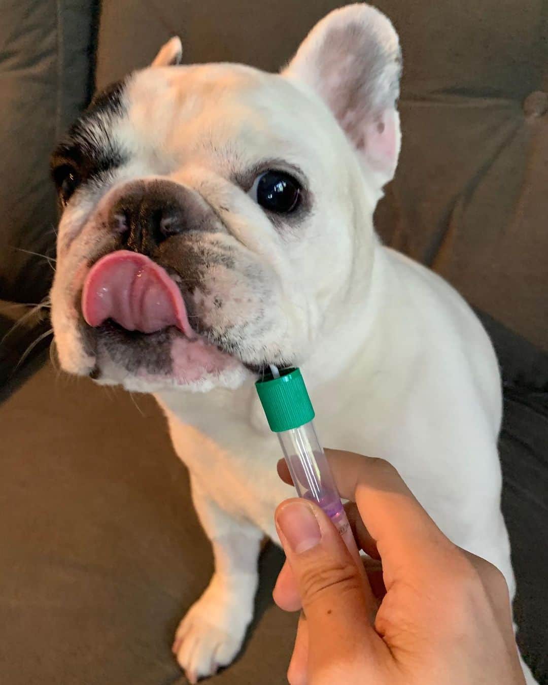 Manny The Frenchieさんのインスタグラム写真 - (Manny The FrenchieInstagram)「Fun stuff! I’m taking a @Embarkvet DNA test. With just one cheek swab, we can learn more on my breed and see if I am at risk for more than 170 genetic health conditions. The test will also tell us if I have any relatives in the Embark database!  In honor of Take Your Dog to Work Week — get $30 off a DNA test with promo code WORK30 (expires June 24)#embarkwithus #ad」6月17日 23時36分 - manny_the_frenchie