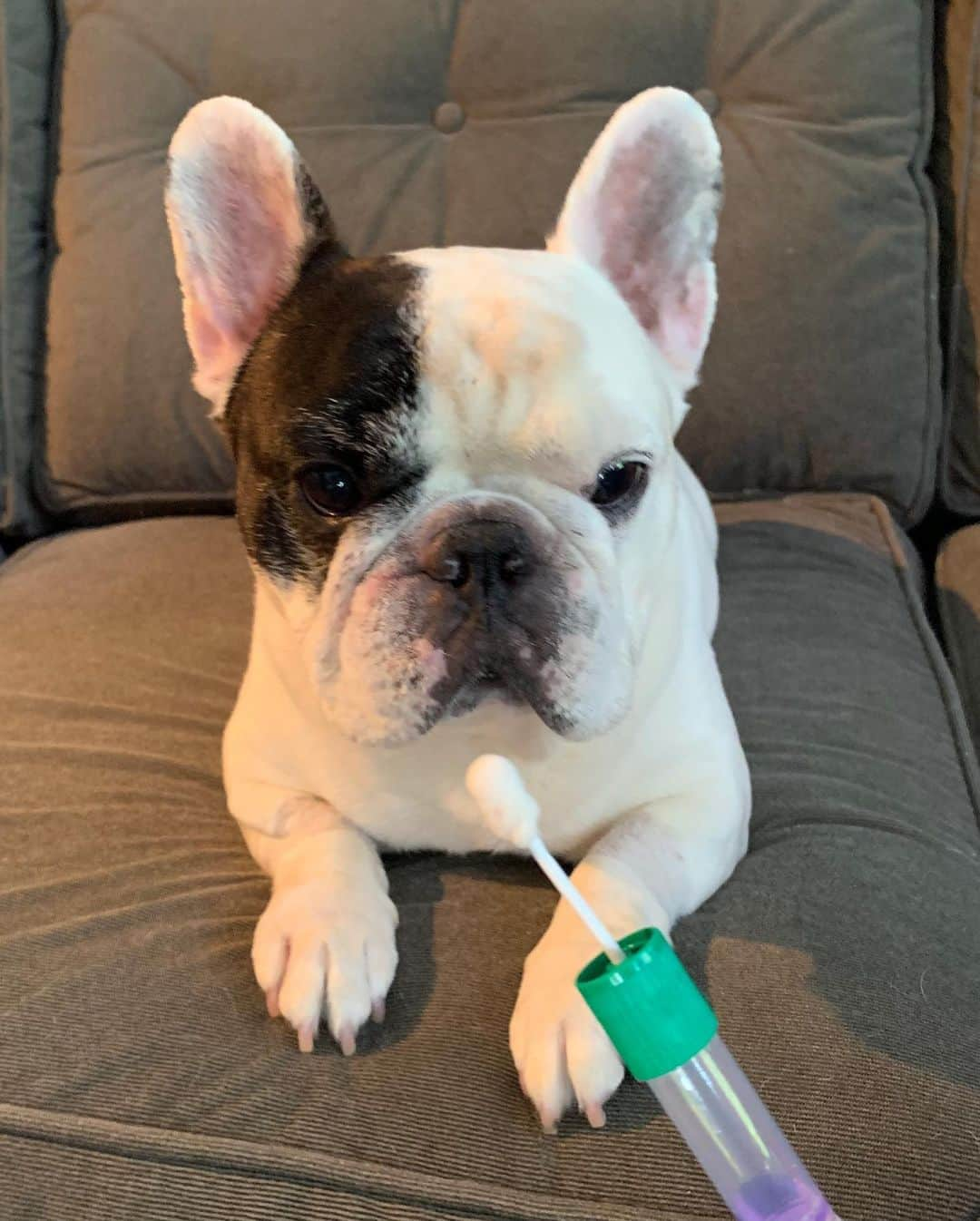 Manny The Frenchieさんのインスタグラム写真 - (Manny The FrenchieInstagram)「Fun stuff! I’m taking a @Embarkvet DNA test. With just one cheek swab, we can learn more on my breed and see if I am at risk for more than 170 genetic health conditions. The test will also tell us if I have any relatives in the Embark database!  In honor of Take Your Dog to Work Week — get $30 off a DNA test with promo code WORK30 (expires June 24)#embarkwithus #ad」6月17日 23時36分 - manny_the_frenchie