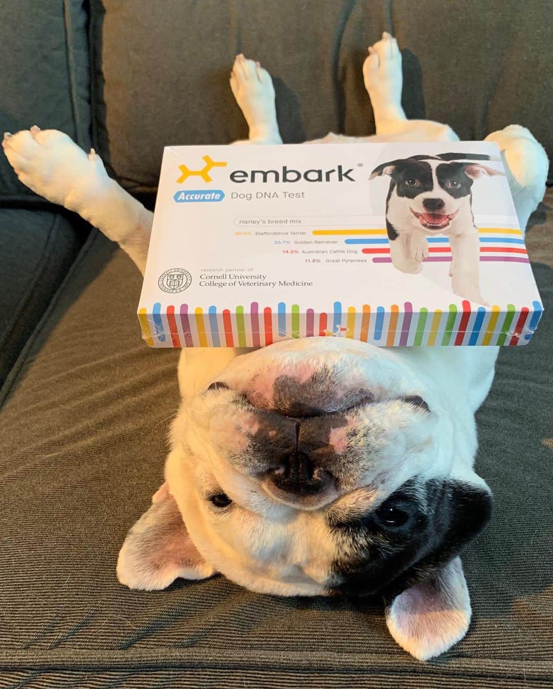 Manny The Frenchieのインスタグラム：「Fun stuff! I’m taking a @Embarkvet DNA test. With just one cheek swab, we can learn more on my breed and see if I am at risk for more than 170 genetic health conditions. The test will also tell us if I have any relatives in the Embark database!  In honor of Take Your Dog to Work Week — get $30 off a DNA test with promo code WORK30 (expires June 24)#embarkwithus #ad」