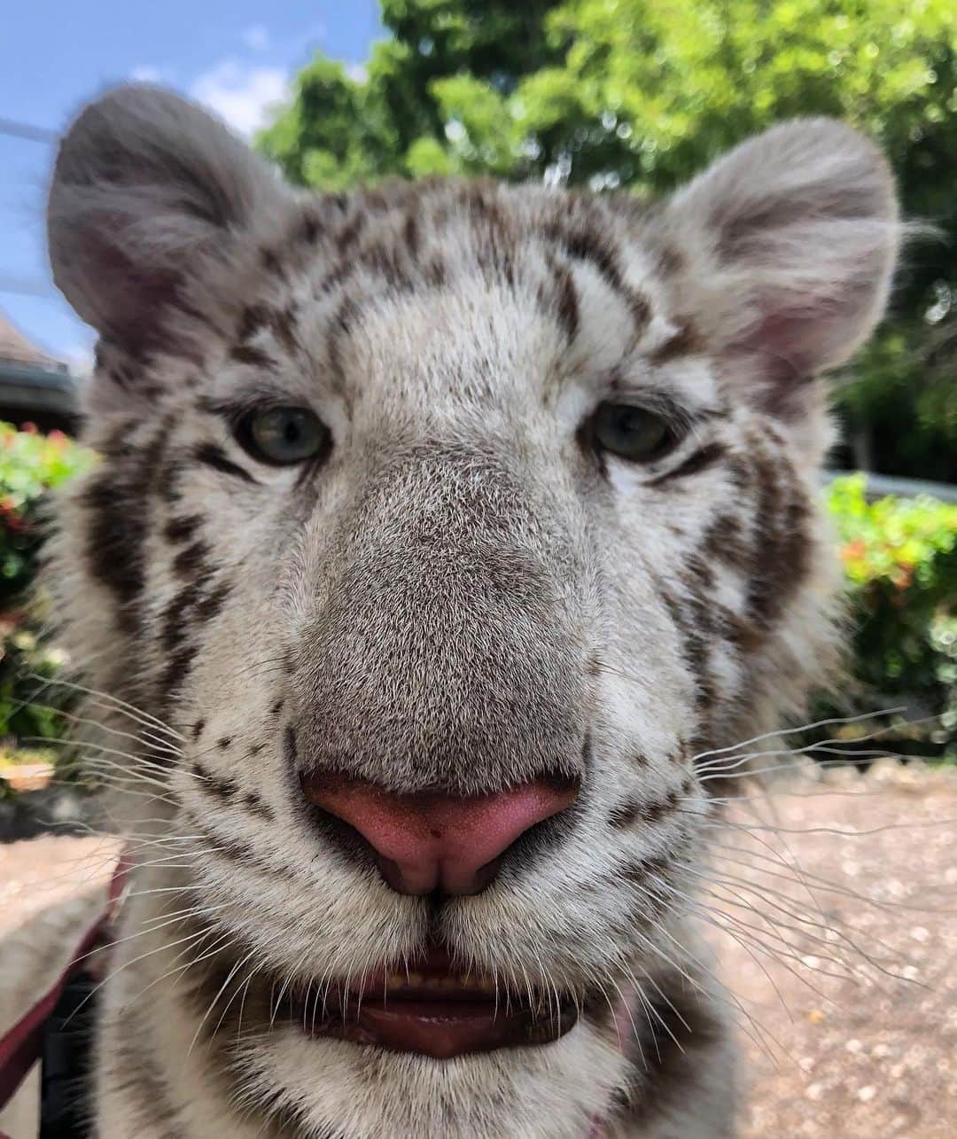 Zoological Wildlife Foundationさんのインスタグラム写真 - (Zoological Wildlife FoundationInstagram)「Airah’s beautiful face ❤️🐾 . #whitetiger #tiger #cub #endangeredspecies #conservation #zwfmiami #zwf」6月17日 23時54分 - zwfmiami