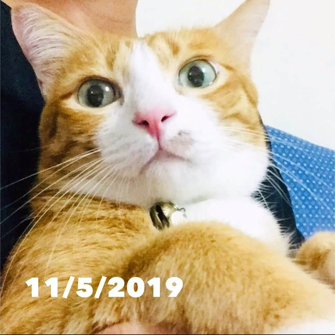 tamatamagoさんのインスタグラム写真 - (tamatamagoInstagram)「History of Honey’s 1st cat acne😾⏩😺💕 . .  平成の終わりに 初めての猫ニキビになっちゃった かわいそうなハニたん。 . .  私の経験不足で、 フォロワーさんに言われるまで 猫ニキビとは知りませんでした😅 . .  同じ症状になった方の参考になればと 「初めての猫ニキビアルバム」を 作ってみました😆😆 (日付は日月年で書いてあります) . . 具体的に、ニキビ治療でやった事は、 もらったお薬を飲んで イソジン(タイではベタディン)を 薄めたもので朝夕拭いてあげました。 ご飯のボウルやお皿が問題のケースも 多いと教えていただき、 新しいものに交換しました。 . .  1ヶ月半で、ゴボっと取れてしまった ニキビ周辺の毛も生えてきて、 いつものお顔にほぼほぼ戻りました☺️ . .  ニキビの場所のせいもあって 何かフンっとした、ニヒル顔、不満顔😏(←こんな)に見えてしまって、 「あのハンサムハニたんが😱😭😭😭」と悲しむ毎日だったけど 気長にお付き合いしていたら フォロワーさんに教えていただいた通りちゃんと治りました☺️☺️ . .  IGはこう言う経験のない病気や症状に ぶつかった時に、本当に頼りになります。 色々教えてくださった方々、 本当にありがとうございました😊 . .  #猫ニキビ #顎ニキビ #猫ニキビ治療中  #catacne #猫好きさんと繋がりたい #茶トラ #茶トラ男子部 #茶トラ白 #タイ猫 #แมว #แมวไทย #แมวน่ารัก #catthailand #thaicat #catsofworld #cats_features #kittens_of_world #catslife」6月17日 23時54分 - tamatamago