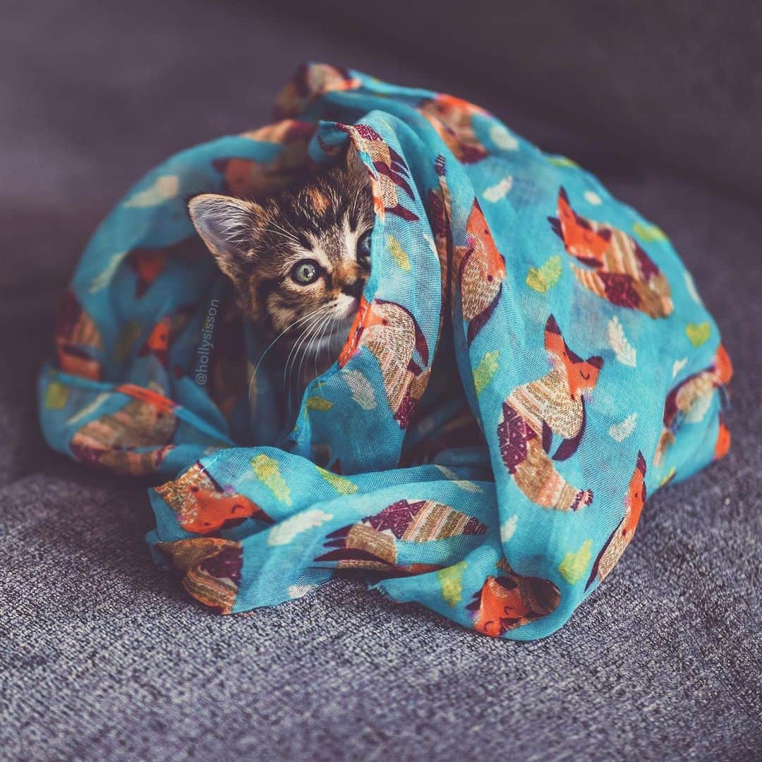 Holly Sissonのインスタグラム：「I will hide from Monday right here! 😹❤️🐱 #petphotography #kitten #tabbykitty #mainecoon (See more of Emma on @pitterpatterfurryfeet) ~ Canon 1D X MkII + 85 f1.4L IS @ f1.4  See my bio for full camera equipment information plus info on how I process my images. 😊」
