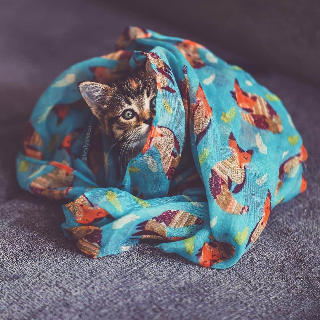 Holly Sissonさんのインスタグラム写真 - (Holly SissonInstagram)「I will hide from Monday right here! 😹❤️🐱 #petphotography #kitten #tabbykitty #mainecoon (See more of Emma on @pitterpatterfurryfeet) ~ Canon 1D X MkII + 85 f1.4L IS @ f1.4  See my bio for full camera equipment information plus info on how I process my images. 😊」6月17日 23時54分 - hollysisson