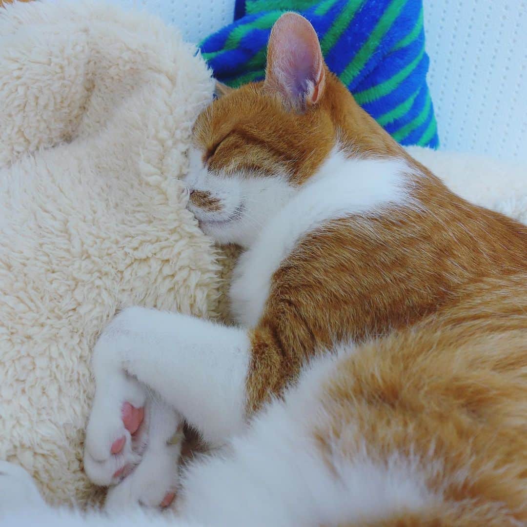 リプリー王子さんのインスタグラム写真 - (リプリー王子Instagram)「2019.06.17 #0617ripleyn * *コメント開けてますが、さらりと通り過ぎてね* 滑り込みギリギリセーフ！ 縦型 #ごめん寝 #うらめしにゃー拳 添え♡ りぷちんを抱っこしながら華麗に寝落ち。 起きたらひとりぼっちやった😭😂 猫さんの寝顔、大好きやけど、 年を取って、しんどいのかな？と思うことが増えて ゆっくりのんびり寝てるお顔は 余計に大好きになったよ。 #無敵の親バカ同盟  #14万枚突破記念無敵の親バカ祭 * . #無敵の親バカ同盟 #シブにゃん隊over10  #チームラスカルにゃん#りぷちん #りぷちん2019 #ふわもこ部 #cat #猫  #茶しろ組 #gingercat #茶トラ男子部 #excellent_cats #instacat_meows #cat_features #catsofinstagram #weeklyfluff #IGersJP #catstagram #bestmeow  #ペコねこ部 #pecoマガジン表紙デビュー #sippo #朝ワンコ夕ニャンコ  #nyancon01 #rakutenpet  @animalabo_official #まだまだ元気」6月17日 23時59分 - ripleyn