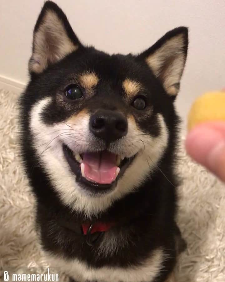 まめ丸のインスタグラム：「* * ひさしぶりのおいも🐶🍠💓 近くにいるとガマンできないから、 おいも🍠から遠ざかるぼく。 --------------------------------- おいも🍠たべてホラー顔になったぼくでブログかいたよ🐶📖 * I love sweet potato🐶🍠💓 --------------------------------- I updated my blog🐶💓 The URL is in my profile. Please visit it if you have time❣️ * #おいもたべるとホラー顔 #みんな夜ひとりでおトイレいけなくなっちゃうね💦 #ぼくがついてってあげるね🐶💓 * #柴犬#豆柴#柴#黒柴#犬#ふわもこ部#shiba#shibainu#shibastagram#shibadog#puppy#instadog#dogstagram#dog#instashiba#petstagram#pet#cutepetclub#강아지#멍스타그램#doglover#ilovemydog#weeklyfluff」