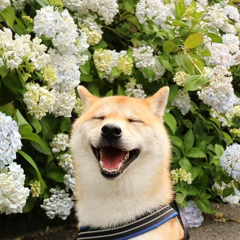 だいふくさんのインスタグラム写真 - (だいふくInstagram)「紫陽花につられて、にっこり🐶😊 おやふくー🌙 beautiful flower garden💐💐💐 #紫陽花 #あじさい #アジサイ #flower」6月18日 0時09分 - daifuku_channel