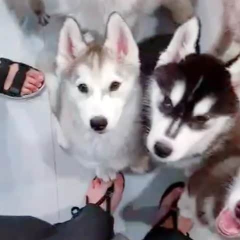 husky and malamuteのインスタグラム：「Which one？ 🥰🥰」