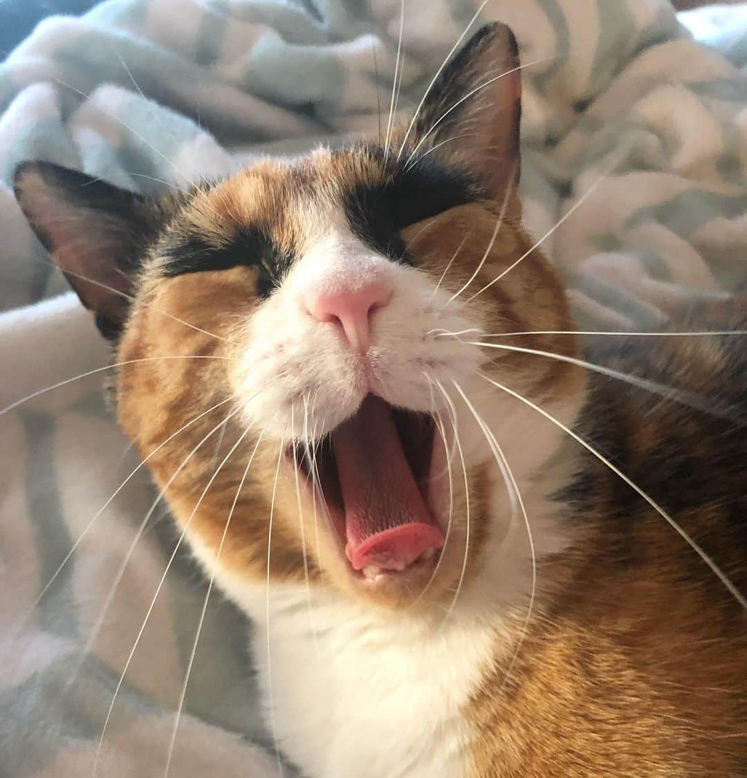 リリーのインスタグラム：「Monday got me like😴」