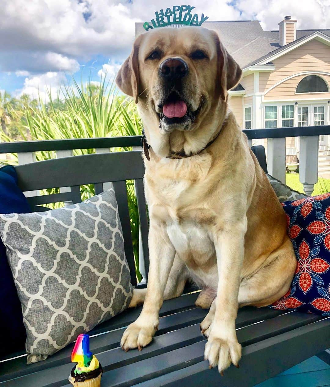 Huckのインスタグラム：「All smiles because today is my 4th birthday!! 🎈🎉☀️🐾 🎂 #itsaparty  #couldnteatthecupcaketho #talesofalab #yellowlab #labsofinsta #thelablove_feature #worldofmylab #huckthehunk #labphotooftheday #fab_labs_ #yellowlaboftheday #talesofalabrador」