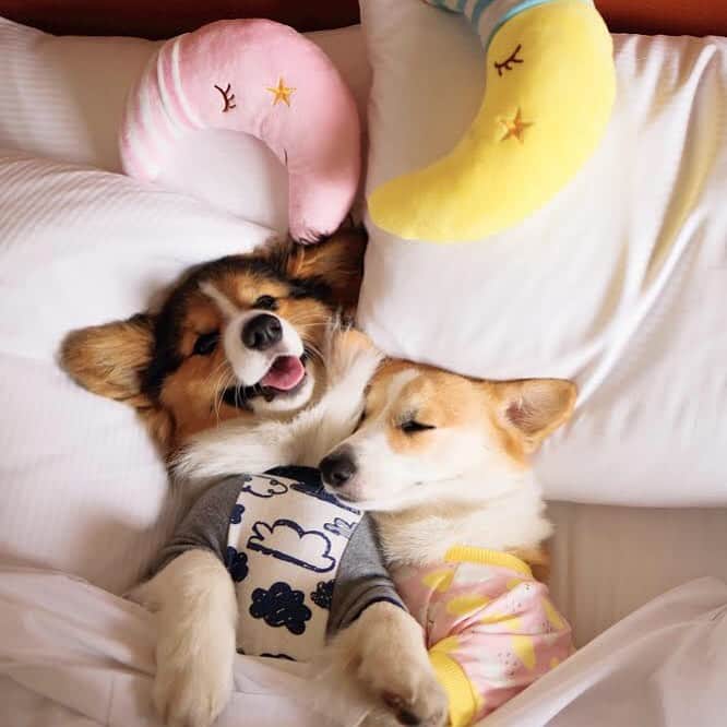 DogsOf Instagramのインスタグラム：「STORY TAKEOVER! “Sleeping happily after a long day of fun. Wondering why? Come join our journey to the Corgi Con!” writes @lychee_the_corgi | Tap our Stories to follow along on Lychee and Mochee’s fun (and fluffy) weekend! #dogsofinstagram」
