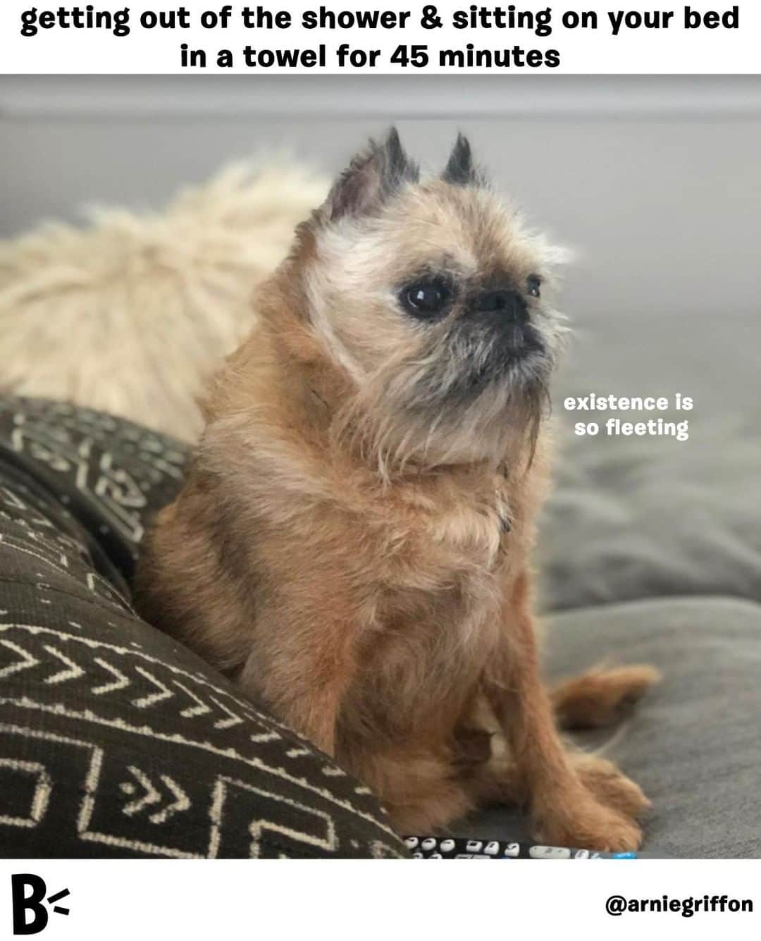 BarkBoxさんのインスタグラム写真 - (BarkBoxInstagram)「sometimes in life you just need to sit naked on the edge of your bed and stare off into space. @arniegriffon」6月18日 1時06分 - barkbox