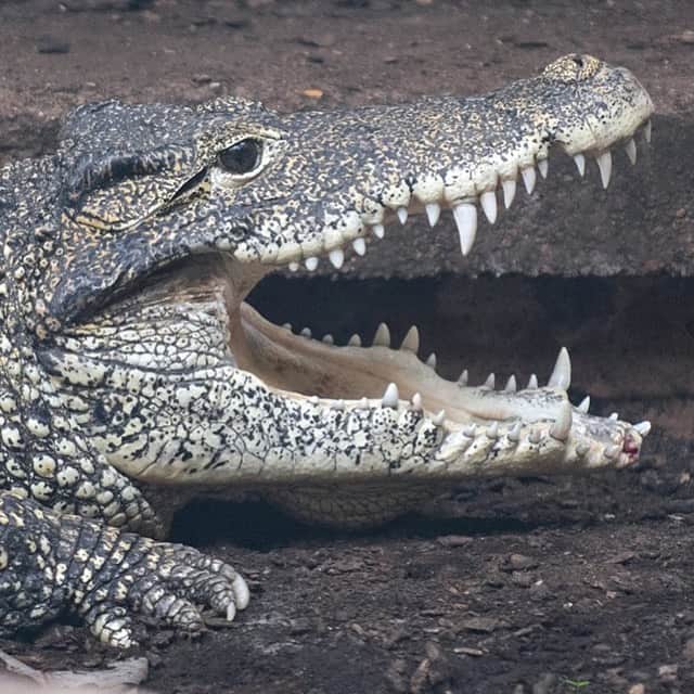 スミソニアン国立動物園さんのインスタグラム写真 - (スミソニアン国立動物園Instagram)「🐊🌎 Smile, it's #WorldCrocodileDay! Think you're safe from a Cuban crocodile on land? Think again. They are adept at swimming, walking and leaping, which makes them equally at home in (and out of) the water. 👋 Check out the Zoo's Cuban crocs at the Reptile Discovery Center! Keeper talks take place at 11 a.m. and 3 p.m. daily. MEET OUR ANIMALS: https://s.si.edu/2h3CN1W.」6月18日 1時24分 - smithsonianzoo