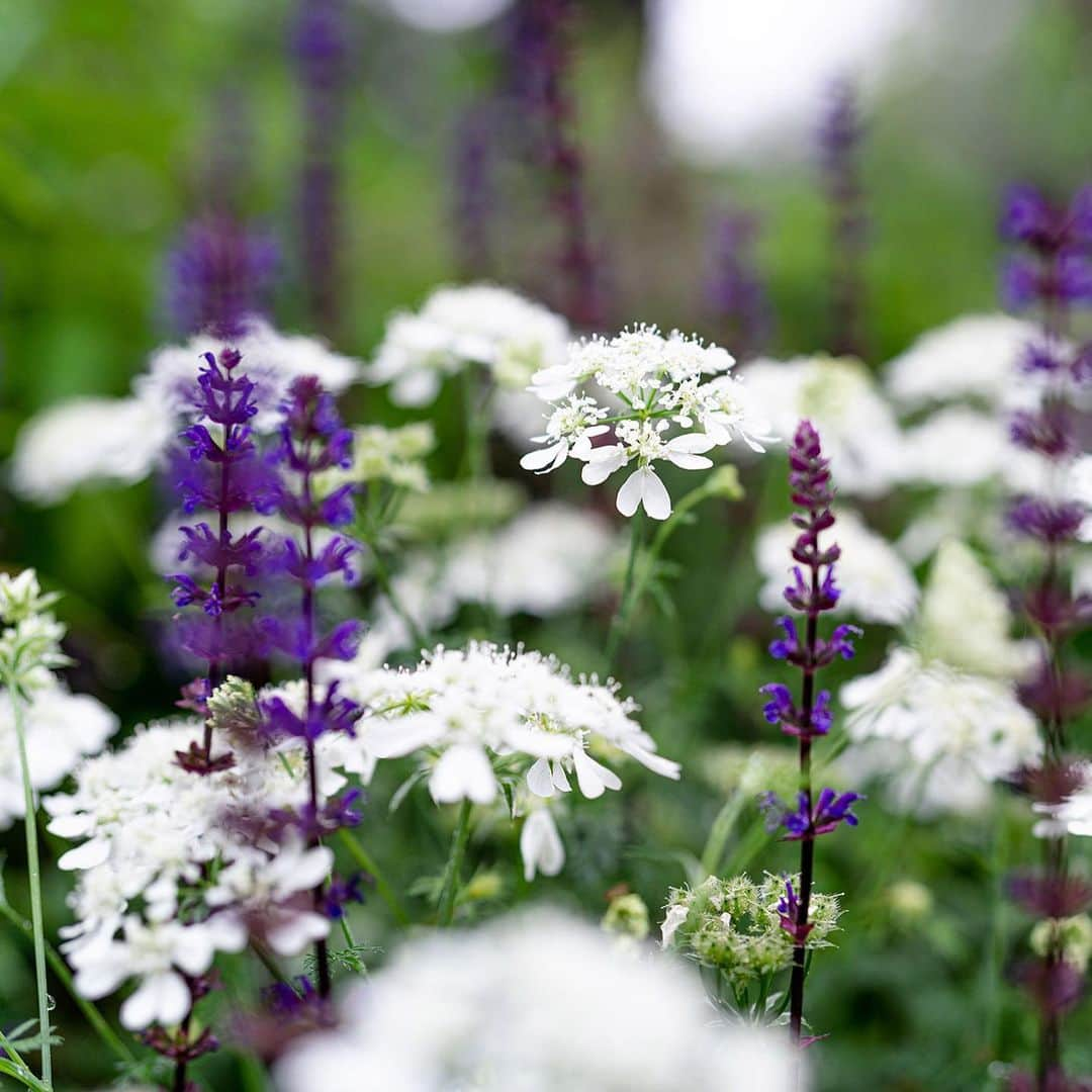 ニューヨーク植物園さんのインスタグラム写真 - (ニューヨーク植物園Instagram)「June is a colorful month among the flowers where the lushness of summer finally takes its place on grounds, from the Native Plant Garden, to the Azalea Garden, to the quiet Rock Garden. Beyond the brilliant tropical greens of the newly opened Brazilian Modern: The Living Art of Roberto Burle Marx exhibition, there’s plenty to discover across our 50 collections as we near the warmest season of the year. This is #whatsbeautifulnow. . #Clematis 'Etoile Violette' | #Verbascum chaixii 'Album' | #Orlaya grandiflora | #Gaura lindheimeri 'Whirling Butterflies' | #Salvia viridis var. comata 'Marble Arch Rose' | #Astilbe 'Deutschland'」6月18日 1時26分 - nybg