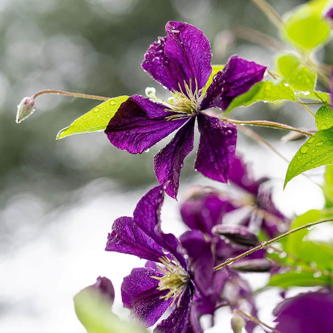 ニューヨーク植物園さんのインスタグラム写真 - (ニューヨーク植物園Instagram)「June is a colorful month among the flowers where the lushness of summer finally takes its place on grounds, from the Native Plant Garden, to the Azalea Garden, to the quiet Rock Garden. Beyond the brilliant tropical greens of the newly opened Brazilian Modern: The Living Art of Roberto Burle Marx exhibition, there’s plenty to discover across our 50 collections as we near the warmest season of the year. This is #whatsbeautifulnow. . #Clematis 'Etoile Violette' | #Verbascum chaixii 'Album' | #Orlaya grandiflora | #Gaura lindheimeri 'Whirling Butterflies' | #Salvia viridis var. comata 'Marble Arch Rose' | #Astilbe 'Deutschland'」6月18日 1時26分 - nybg