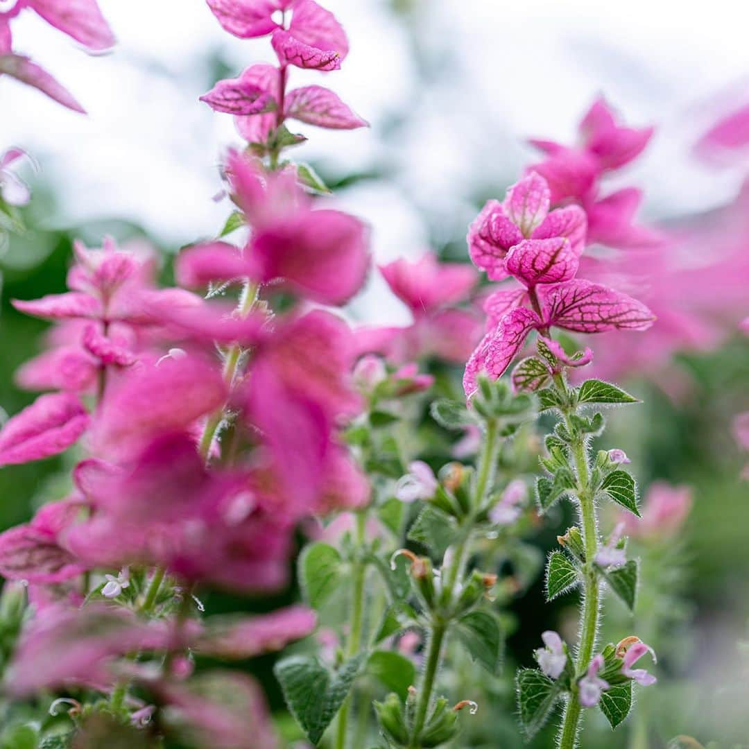 ニューヨーク植物園さんのインスタグラム写真 - (ニューヨーク植物園Instagram)「June is a colorful month among the flowers where the lushness of summer finally takes its place on grounds, from the Native Plant Garden, to the Azalea Garden, to the quiet Rock Garden. Beyond the brilliant tropical greens of the newly opened Brazilian Modern: The Living Art of Roberto Burle Marx exhibition, there’s plenty to discover across our 50 collections as we near the warmest season of the year. This is #whatsbeautifulnow. . #Clematis 'Etoile Violette' | #Verbascum chaixii 'Album' | #Orlaya grandiflora | #Gaura lindheimeri 'Whirling Butterflies' | #Salvia viridis var. comata 'Marble Arch Rose' | #Astilbe 'Deutschland'」6月18日 1時26分 - nybg