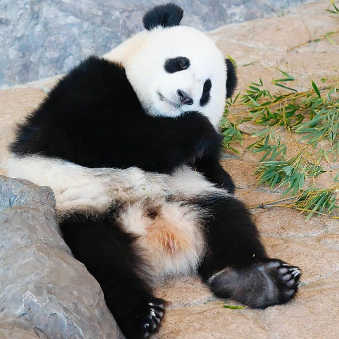 パンダ（白浜）さんのインスタグラム写真 - (パンダ（白浜）Instagram)「🐼 😊 #HELLOLITTLE 🐼🐼🐼 #ハローリトル #baby #pandamental #hellopanda #ハローパンダ #パンダグラビア and #panda #pandababy 🐼🐼🐼 ⭐︎『HELLO LITTLE』IN STORE NOW⭐️ ＥＮＪＯＹ ＳＮＡＣＫ ＴＩＭＥ🍭」6月18日 1時31分 - hellopanda_book