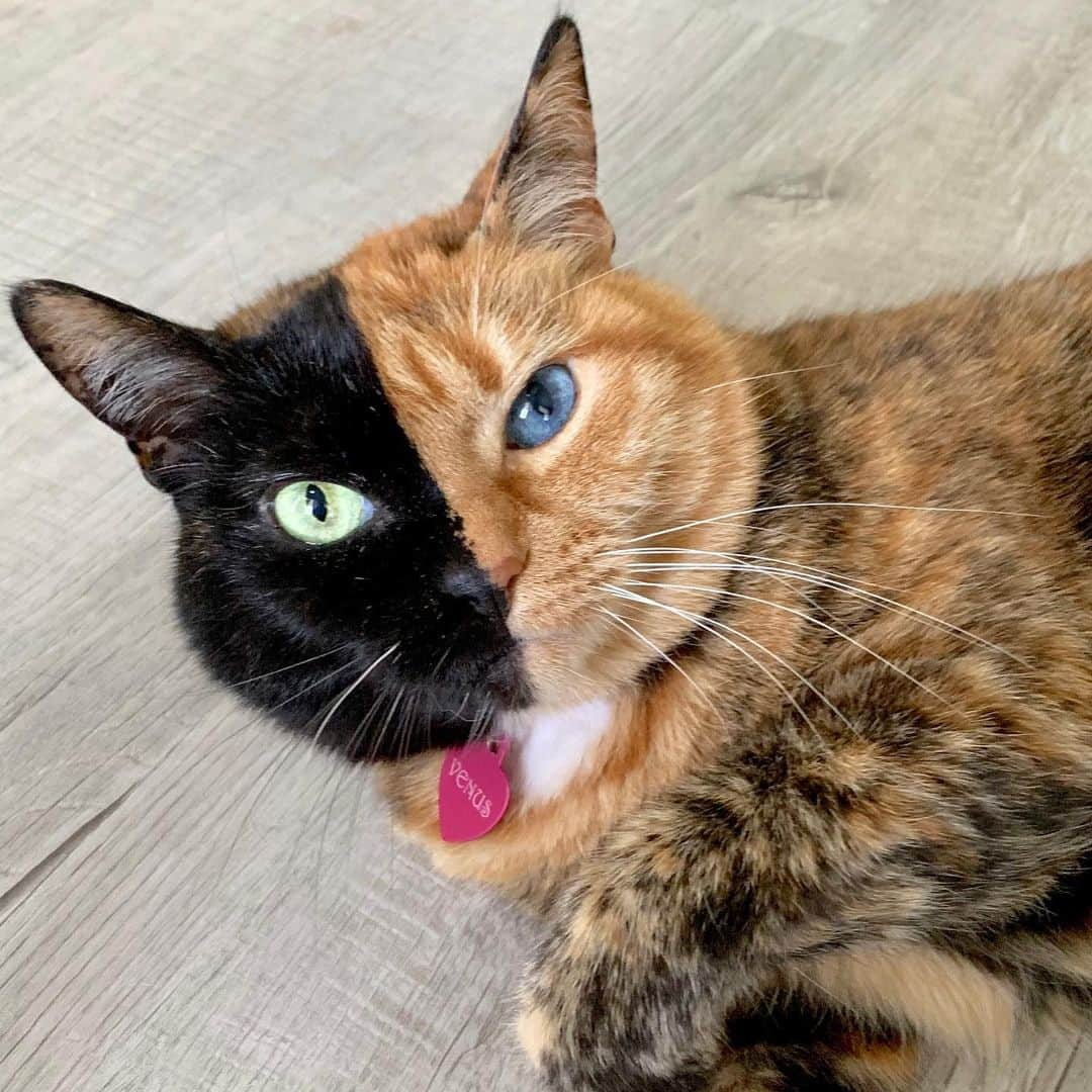 Venus Cat さんのインスタグラム写真 - (Venus Cat Instagram)「Does the color of my new floor bring out my eyes? 💚💙 It’s called Exposed Oak and it’s part of the @stainmaster PetProtect™️ luxury vinyl collection and we think it’s purr-fect! 🐾 #petprotect #sponsored」6月18日 2時07分 - venustwofacecat