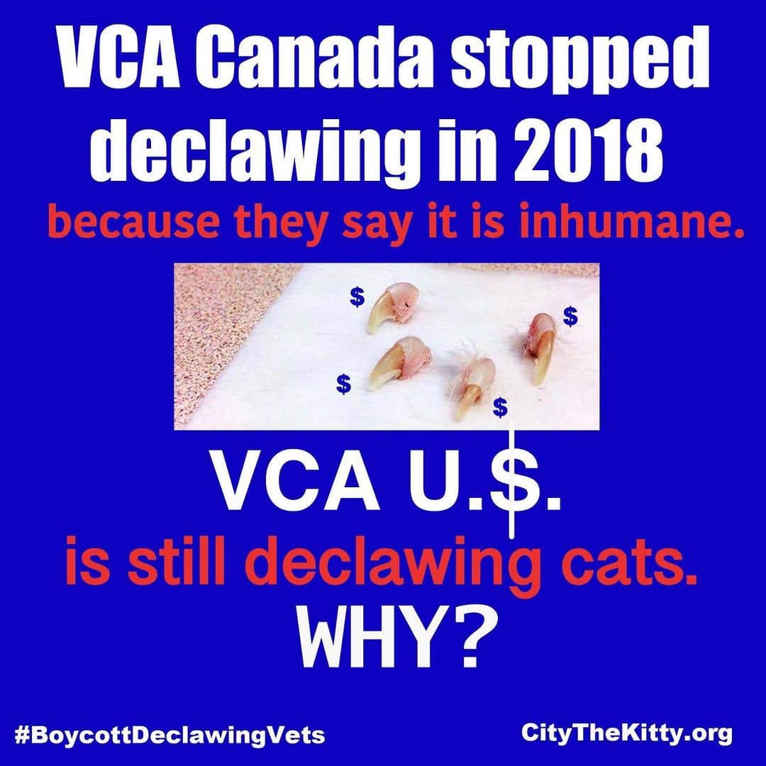 City the Kittyさんのインスタグラム写真 - (City the KittyInstagram)「We need your help to try to inspire @vca to stop declawing like their colleagues at @vca_canada did a year ago. 🙏🏻 Please sign our petition to VCA U.S.& ask your friends and family to do the same. ❤️🙏🏻Link to the petition is on our Instagram bio. . VCA U.S. recently made a declawing call script for all their animal hospitals. 🙀🙀🙀😾 In our opinion, they obviously know that declawing is wrong and they don't want to look bad. 😾 They are trying to control the message that their animal hospitals put out about declawing, instead of just doing the right thing and STOPPING.😾 . That reminds us when American Animal Hospital Association (AAHA) came out with a Declaw Communications Toolkit in 2016 for all their "Standard of Excellence" animal hospitals.😾 Instead of not allowing their AAHA hospitals to perform this inhumane and mutilating procedure, they helped their declawing hospitals control the message that was put out to clients and the public. 😾😾 Here's our story about AAHA and their declawing toolkit. http://citythekitty.org/declaw-communications-toolkit-by-aaha/ #whatswrongwithpeople  #DoTheRightThing #vcapets #vcaanimalhospital #vcahospitals #aahahealthypets #aahahospital #aaha」6月18日 2時20分 - citythekitty