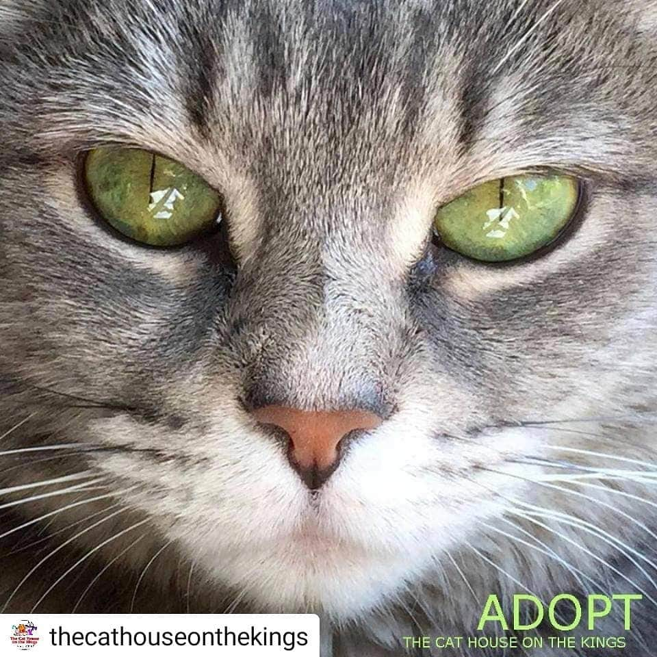 Fresh Stepさんのインスタグラム写真 - (Fresh StepInstagram)「#Repost @thecathouseonthekings • • • • • It’s Adopt a Shelter Cat Month! Let’s celebrate! Throughout June, Fresh Step litter is matching all Paw Points donations to shelters, including us. You can help our cats in need with 3 easy steps! 1. Join Fresh Step’s Paw Points Rewards Program 2. Select The Cat House on the Kings 3. Donate your Paw Points.  Link: http://frsh.stp.io/Poa3ja =^..^= #freshstep @freshstep #pawpoints #litter #adoptacatmonth #kittens #felines #cats #cathouseonthekings #catrescue」6月18日 2時30分 - freshstep