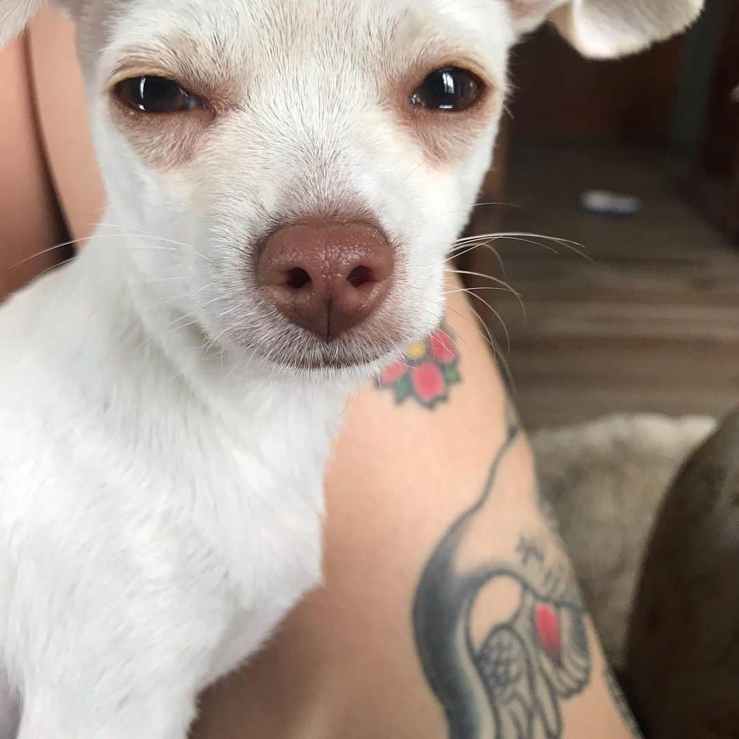 マーガレット・チョーさんのインスタグラム写真 - (マーガレット・チョーInstagram)「She’s looking into your soul and that’s not a maxi pad in the background #chihuahua #rescuedog #dog #dogsofinstagram」6月18日 2時29分 - margaret_cho