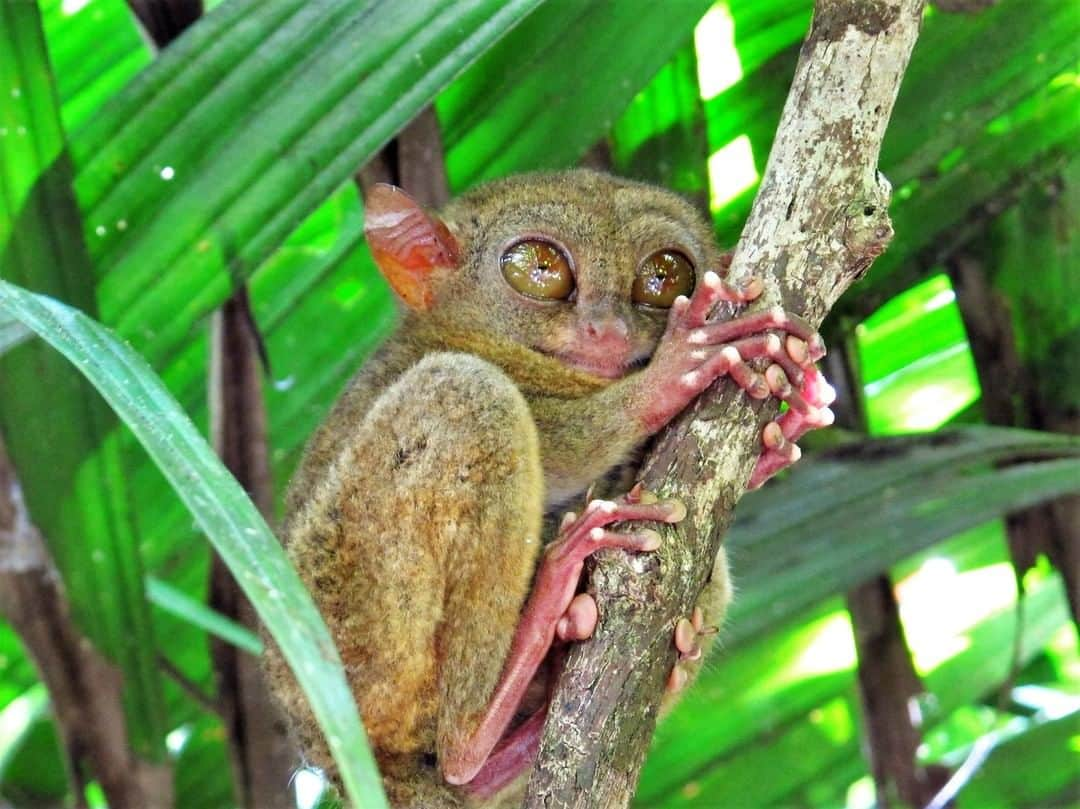 Discoveryさんのインスタグラム写真 - (DiscoveryInstagram)「What do you think this little Tarsier is thinking about? 💭 . . . . #photography #photooftheday #explore #naturephotography #nature #potd #travelIG #Tarsier #animals #wow #MondayMotivation」6月18日 2時44分 - discovery