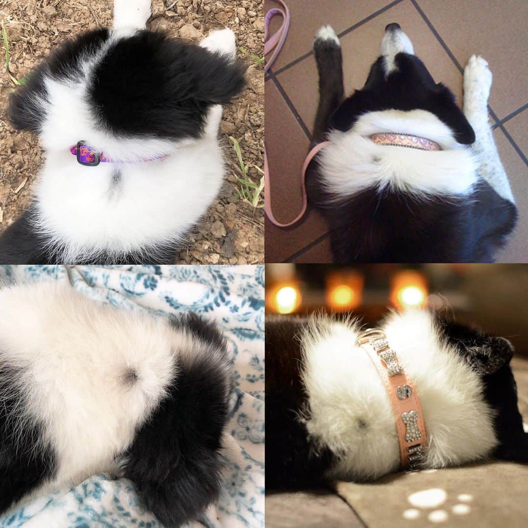 Jazzy Cooper Fostersさんのインスタグラム写真 - (Jazzy Cooper FostersInstagram)「I don’t know if it’s that common to have a little black spot like this, but both Jazzy and Phoebe were born with it on her neck. 😲  Left pics are Phoebe, right pics are Jazzy)  I don’t have a good picture of Jazzy’s spot because I didn’t think much of it...until I saw it on Phoebe’s neck too. 😳」6月18日 2時45分 - bordernerd