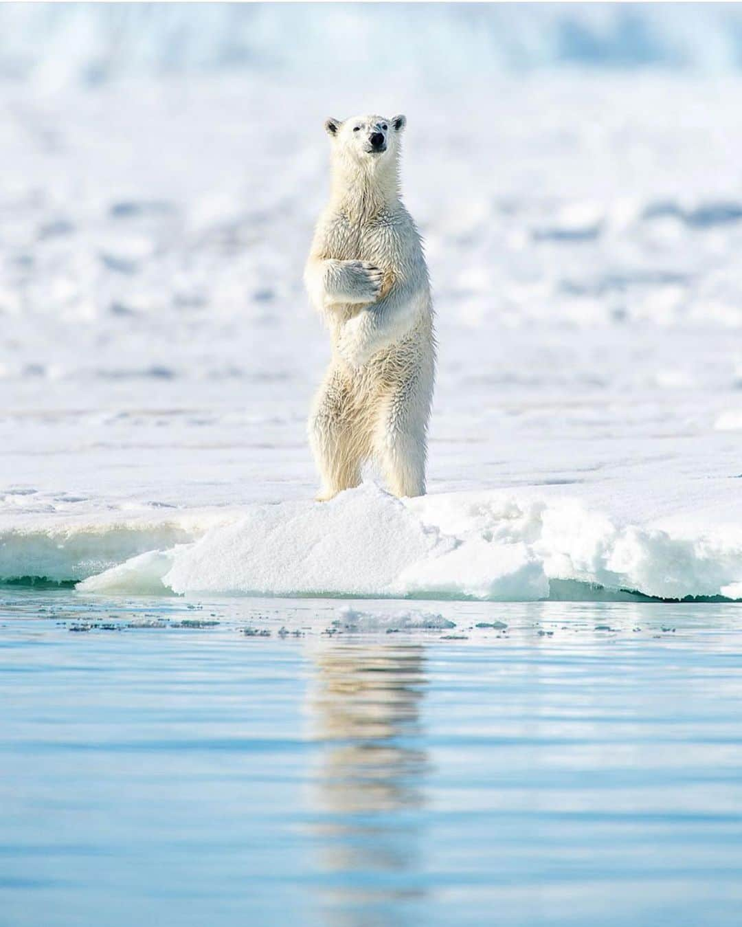 Earth Picsさんのインスタグラム写真 - (Earth PicsInstagram)「Curious Polar Bear by @alex_stead」6月18日 3時19分 - earthpix